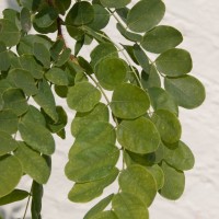 False Acacia